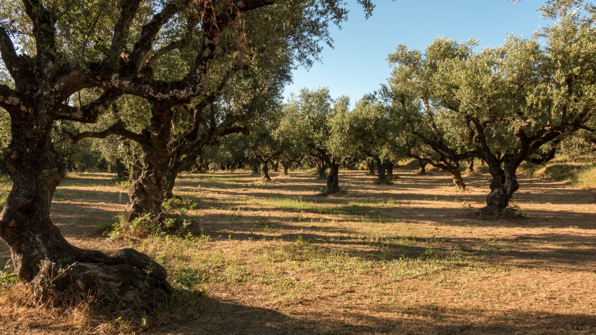 Olivar andaluz